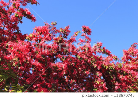 Tokiwa witch hazel flowers in full bloom (Safflower witch hazel) Tokiwa witch hazel flowers in full bloom (Safflower witch hazel) 138670743