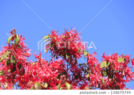 盛開的常磐金縷梅花（紅花金縷梅）〉 138670744