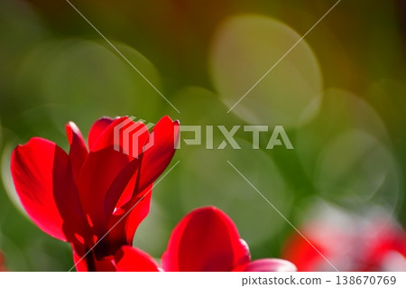 紅色花朵和大面積散景背景。 紅色花朵和大面積散景背景。 138670769