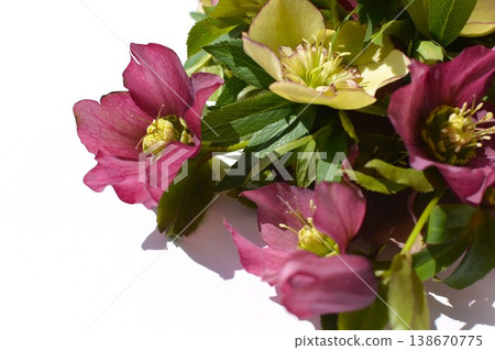 A bouquet of purple and cream-colored Christmas roses 138670775