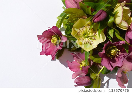 A bouquet of purple and cream-colored Christmas roses 138670776