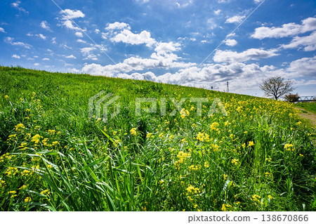 Rape blossoms blooming on the bank Rape blossoms blooming on the bank 138670866