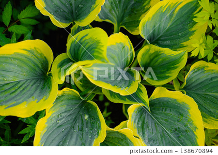 Beautiful Hosta Liberty Leaves with Yellow Margins in Garden 138670894