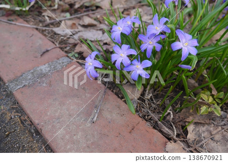 Chionodoxa, a flower that signals the arrival of spring. Chionodoxa, a flower that signals the arrival of spring. 138670921