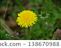 Dandelions blooming in the field 138670988