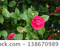 red camellia flower 138670989