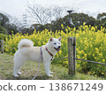 一隻笑容燦爛的白狗，在油菜花田中漫步 138671249