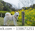 一隻笑容燦爛的白狗，在油菜花田中漫步 138671251