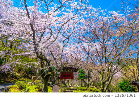 Cherry blossoms at Bishamondo Hall, Mii-dera Temple 138671361