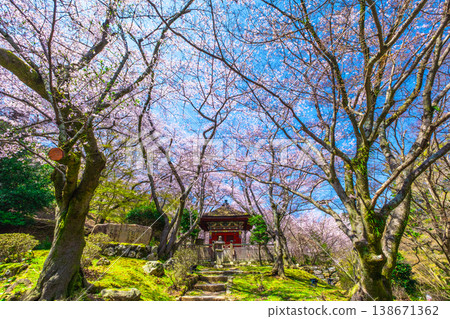 Cherry blossoms at Bishamondo Hall, Mii-dera Temple 138671362