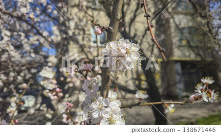 Flowers and buds on tree branches. Spring apricot blossoms. Flower buds. Flowers and buds on tree branches. Spring apricot blossoms. Flower buds. 138671446