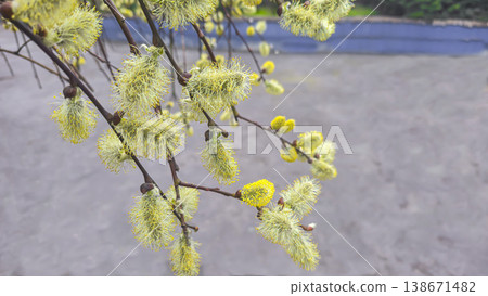 Spring blossoming willow, fluffy inflorescences on a branch, close-up. Spring Spring blossoming willow, fluffy inflorescences on a branch, close-up. Spring 138671482