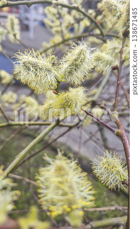 Spring blossoming willow, fluffy inflorescences on a branch, close-up. Spring Spring blossoming willow, fluffy inflorescences on a branch, close-up. Spring 138671485