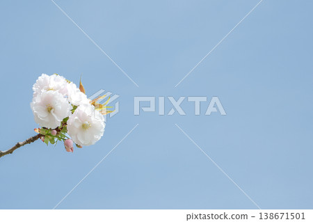 藍天櫻花,留白充足;春意盎然;萬物復甦 藍天櫻花,留白充足;春意盎然;萬物復甦 138671501