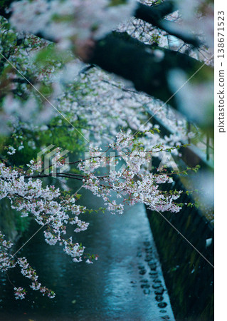 櫻花花瓣舞 櫻花花瓣舞 138671523