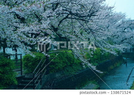 櫻花樹和暴雨 櫻花樹和暴雨 138671524