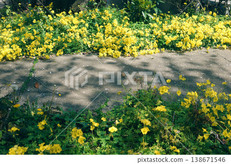 黃色的花朵和道路 黃色的花朵和道路 138671546