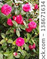 red camellia flower 138671634