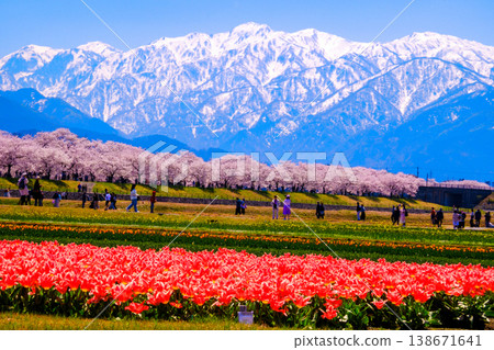A field of red tulips with the Northern Alps in the background. 138671641