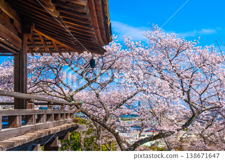 Cherry blossoms at the moon-viewing stage of Mii-dera Temple 138671647