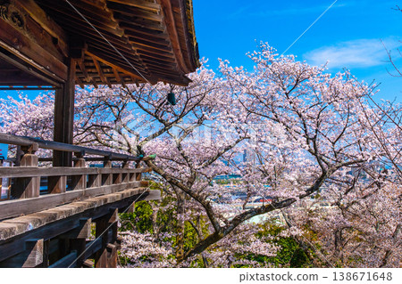 Cherry blossoms at the moon-viewing stage of Mii-dera Temple 138671648