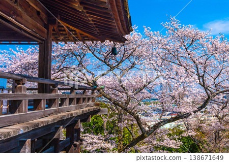 Cherry blossoms at the moon-viewing stage of Mii-dera Temple 138671649