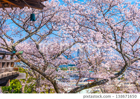 Cherry blossoms at the moon-viewing stage of Mii-dera Temple 138671650