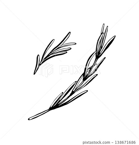 Rosemary botanical set in minimalist vector line art. Two sprigs of fragrant herbs for home decor posters, eco-friendly stationery, spice jar labels, textile prints and modern gallery wall art 138671686