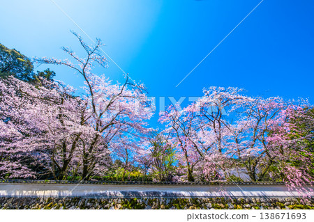 Cherry blossoms and plaster wall at Mii-dera Temple 138671693