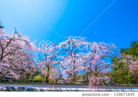 Cherry blossoms and plaster wall at Mii-dera Temple Cherry blossoms and plaster wall at Mii-dera Temple 138671695