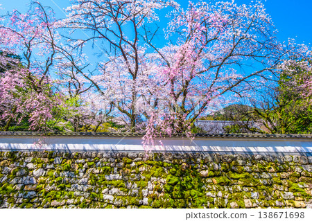 Cherry blossoms and plaster wall at Mii-dera Temple 138671698