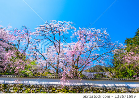 Cherry blossoms and plaster wall at Mii-dera Temple Cherry blossoms and plaster wall at Mii-dera Temple 138671699