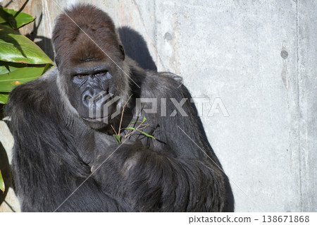 The gorilla wondered if the fact that I was eating my fill meant that somewhere in the world there was a gorilla whose food supply was decreasing. 138671868