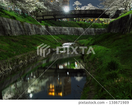 橫跨山崎川的木製要小橋,夜晚櫻花盛開。 橫跨山崎川的木製要小橋,夜晚櫻花盛開。 138671989