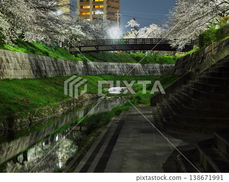 橫跨山崎川的木製要小橋，夜晚櫻花盛開。 138671991