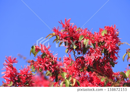 Tokiwa witch hazel flowers in full bloom (Safflower witch hazel) Tokiwa witch hazel flowers in full bloom (Safflower witch hazel) 138672153