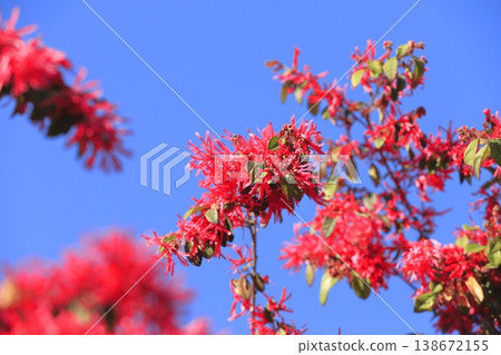 盛開的常磐金縷梅花（紅花金縷梅）〉 138672155