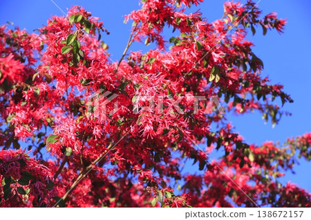 Tokiwa witch hazel flowers in full bloom (Safflower witch hazel) Tokiwa witch hazel flowers in full bloom (Safflower witch hazel) 138672157
