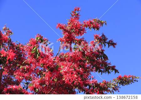 Tokiwa witch hazel flowers in full bloom (Safflower witch hazel)　 138672158