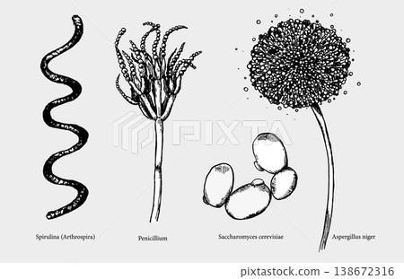 Beneficial microorganisms in engraved style with captions. Vector set for designing scientific, medical, and educational materials. 138672316