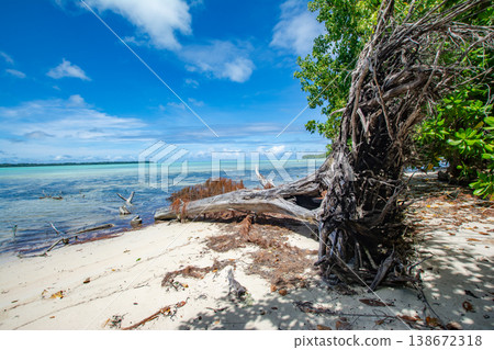 Trees have fallen on the coast of Palau, a southern island, due to coastal erosion caused by rising sea levels. Trees have fallen on the coast of Palau, a southern island, due to coastal erosion caused by rising sea levels. 138672318