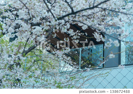 櫻花在建築物上 138672488