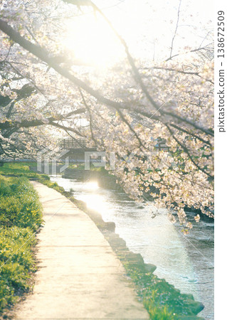 Cherry blossom trees of the Arakawa River Cherry blossom trees of the Arakawa River 138672509