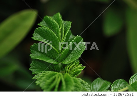 Green leaves Green leaves 138672581