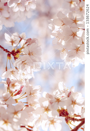 Cherry background Cherry background 138672624