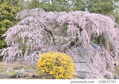 Weeping cherry blossoms in full bloom, bathed in the spring sunshine. Weeping cherry blossoms in full bloom, bathed in the spring sunshine. 138672701