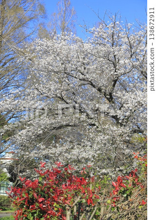 盛開的櫻花和紅葉石楠的嫩紅葉子。 138672911
