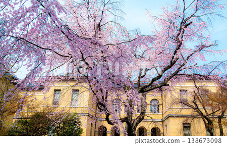 京都府前本館內的垂枝櫻花 138673098