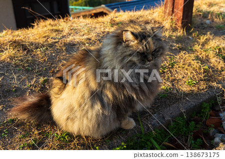 Winter in the Seto Inland Sea: Onomichi City, Hiroshima Prefecture - A charming town with hilly streets and cute cats 138673175