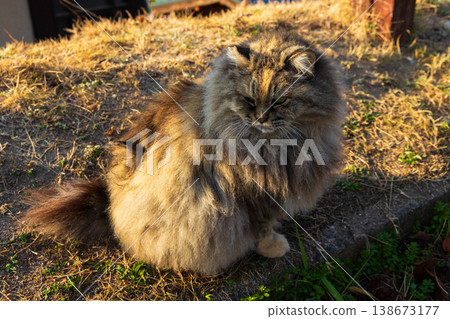 Winter in the Seto Inland Sea: Onomichi City, Hiroshima Prefecture - A charming town with hilly streets and cute cats 138673177